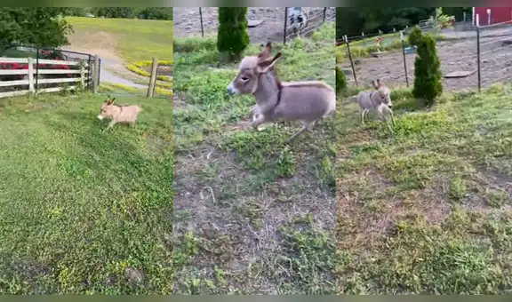 Burro ‘enano’ nace durante cuarentena y miles se asombran con su increíble velocidad [VIDEO]