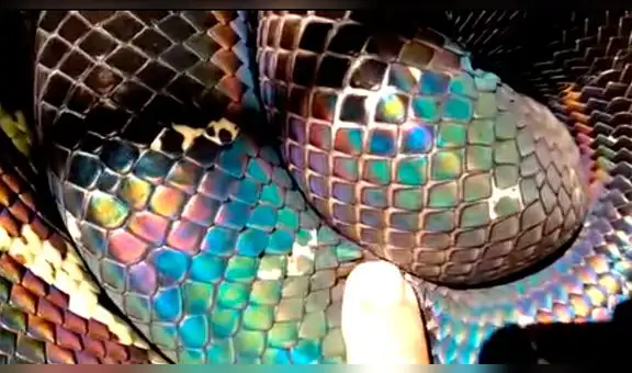 Facebook: Hallan una serpiente en Indonesia y un detalle deja asombrado a todos [VIDEO]