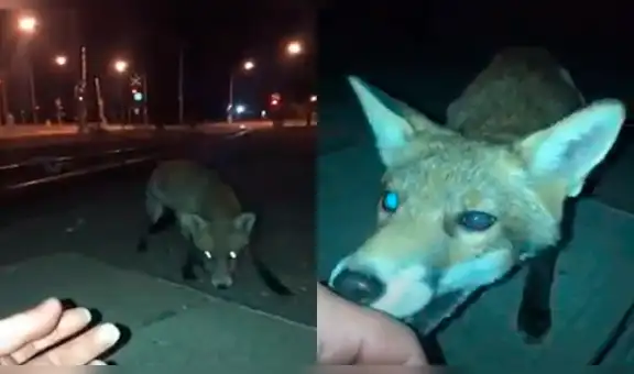 Curioso joven acaricia a zorro salvaje, sin presagiar el terrible desenlace que tendría [VIDEO]