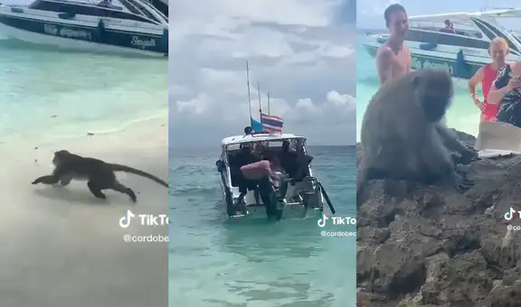 Turistas que viajaban en yate se descuidan y un mono silvestre les roba un táper, pero estaba vacío