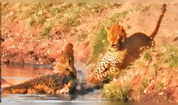 Hambriento leopardo tiene brutal pelea con feroz cocodrilo por defender su presa [VIDEO]