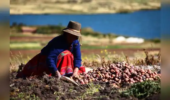 Agricultores piden fijar precio en chacra de la papa a 1,20 soles 