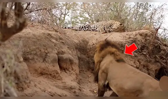 León ‘macho alfa’ se encuentra a leopardo dormido y lo ataca a traición; desenlace es desgarrador [VIDEO]