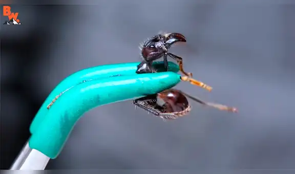 Es picado peligrosa hormiga bala para saber qué tan letal es su veneno es y todo termina de la peor manera [VIDEO] 
