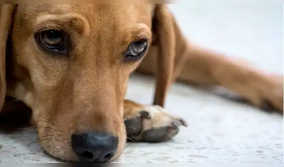 Maltrato animal: Indignación por hallazgo de perro colgado en una cancha de fútbol