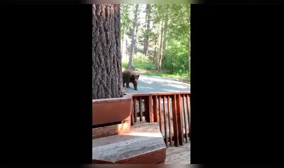 YouTube viral: joven registra el momento exacto en que una despiadada criatura ingresa por la ventana a su casa [VIDEO]