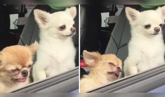 Facebook: Conoce la historia detrás del meme de los chihuahuas [IMÁGENES]