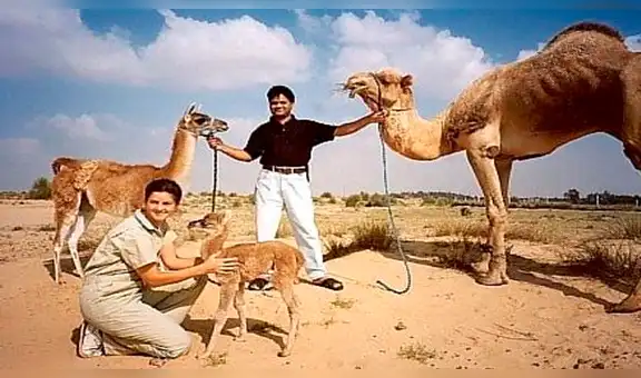 ¿Sabías que una llama y un camello tuvieron una cría? Conoce el aspecto de esta criatura híbrida [VIDEO]