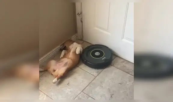 Mujer enciende aspiradora para despertar a su perro y este tiene insólita reacción [VIDEO]