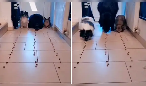 Joven realiza competencia entre sus perros y uno sorprende con su habilidad [VIDEO]
