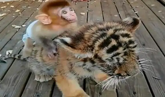 Mono y tigre bebé se convierten en amigos inseparables en un zoológico 