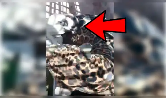 YouTube viral: un pug puso su vida en riesgo al molestar a un feroz jaguar [VIDEO]