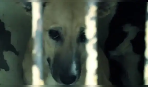 El emotivo video de la PNP por el ‘Día del Perro’ con un fuerte mensaje contra el maltrato animal