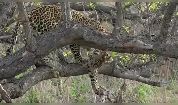 Feroz leopardo se cuelga en árbol para capturar a indefenso antílope y lo que ocurre sorprende a miles [VIDEO]