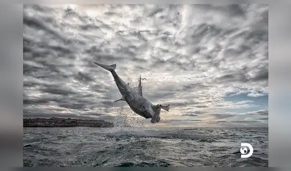 Tiburón blanco realiza asombroso salto de cuatro metros para capturar a su presa [FOTOS]