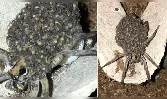 YouTube viral: Una araña que trasladaba a sus crías en espalda es captada por cámara y aterra al mundo [VIDEO] 