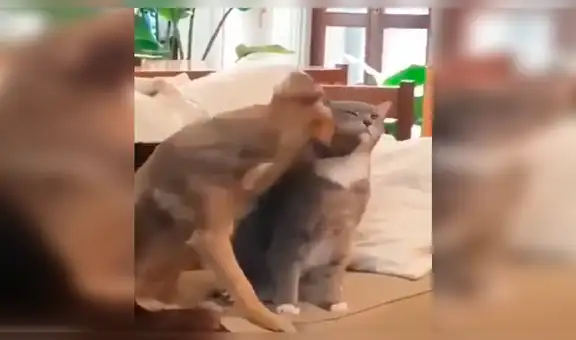 Perro intenta dar amorosas caricias a un gato y este tiene inesperada reacción [VIDEO]