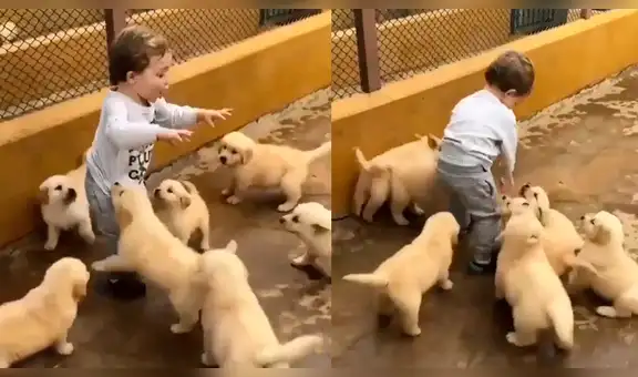 Facebook: bebé es "atacado" por tiernos cachorros y desenlace hace reír a todos [VIDEO]
