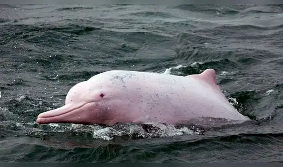 El delfín rosado ingresa a la lista roja de especies en peligro de extinción [VIDEO]