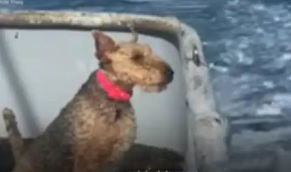 Conoce la historia de Maggie, la perrita que acompaña a su dueño en altamar