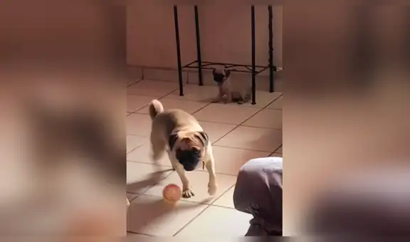 Perro pug se encarga de cuidar a sus crías, pero estas le juegan una pesada broma [VIDEO] 