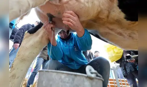 Producción nacional de leche alcanzará 2,7 millones en 2021, según Minagri