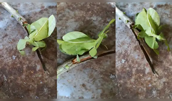 Parece una extraña hoja, la revisa y nota que es una criatura muy misteriosa [VIDEO]