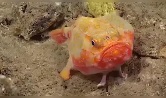 Ingresa al fondo del océano y capta a extraño pez que ‘camina’ con sus cuatro ‘patas’ [VIDEO]