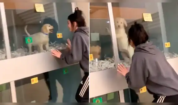 Mujer encuentra a perro al interior de veterinaria y ambos protagonizan conmovedora escena [VIDEO]