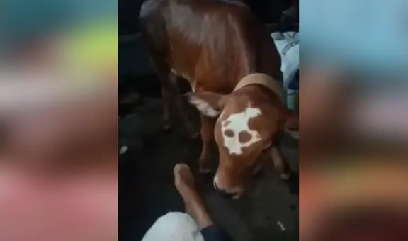 Adoptan a vaca y esta se comporta como si fuera un perro
