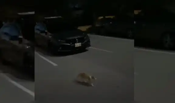 Gato callejero persigue a una pareja hasta su casa y ellos terminan adoptándolo [VIDEO]