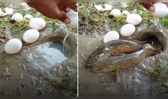 Joven arroja huevos en extraño hoyo y en segundos emergen enormes peces gatos [VIDEO]