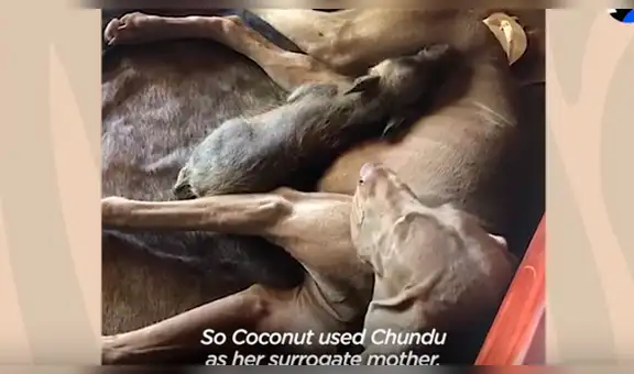 Jabalí y perro se convierten en inseparables amigos y ambos tienen amorosa reacción [VIDEO]