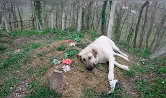 Zozo, el perro que visita todos los días la tumba de su dueño fallecido