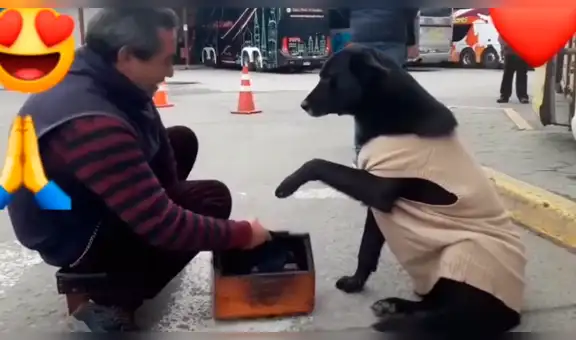 Perro callejero se acerca a lustrabotas y le ‘pide’ que le limpie sus patitas [VIDEO]