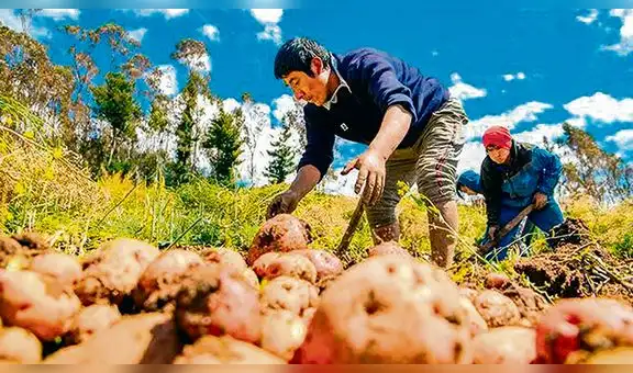 Más de 660 mil familias agricultoras peruanas a punto de perder su producción por falta de apoyo estatal