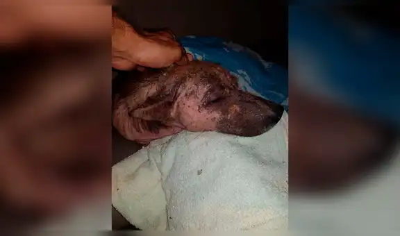 Rescata perro de la calle cubierto de sarna, lo cura y nuevo aspecto impacta a miles [FOTOS]