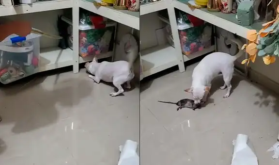Perrita ayuda a su dueña a capturar una rata que había entrado a su casa: “Se cree gato”