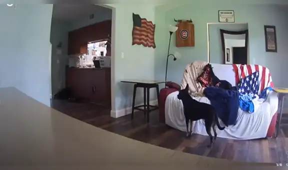 Cámara de seguridad registró momento en que perro conoce a la nueva mascota de su amo [VIDEO]