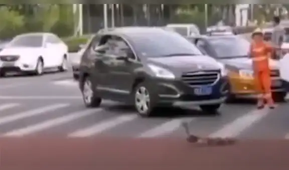 Policía detiene el tránsito para que una familia de patos pueda cruzar la calle [VIDEO]