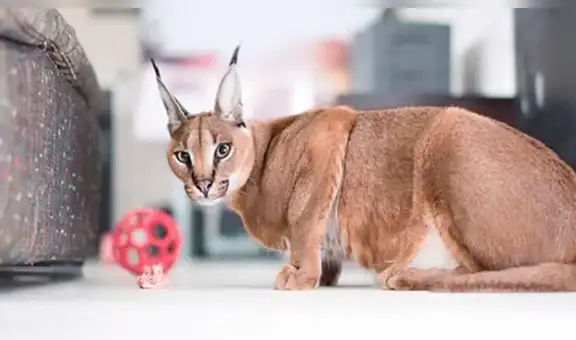 Lince africano y gato se cruzan y su cría se transforma en un felino muy encantador [FOTOS]