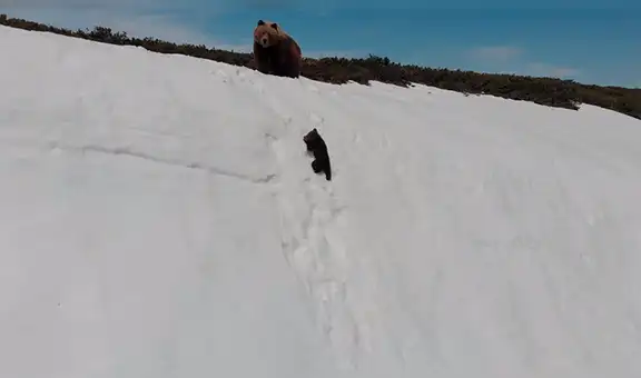 Facebook: Captan el preciso momento en que un oso cachorro cae desde una montaña [VIDEO]