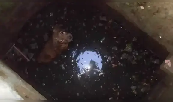 Joven se mete de cabeza a un buzón de desagüe para salvar a un perro [VIDEO]
