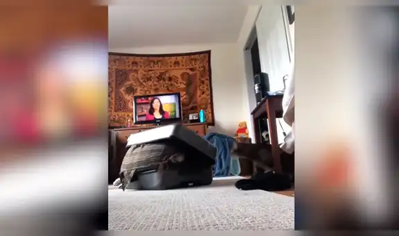 Youtube viral: Planea asustar a su novio con broma, pero su gato la ataca ferozmente y arruina su plan [VIDEO]