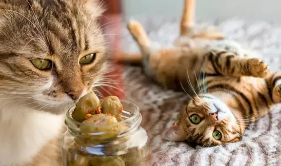 ¿Sabías que las aceitunas hacen feliz a los gatos y tiene un efecto similar al catnip?