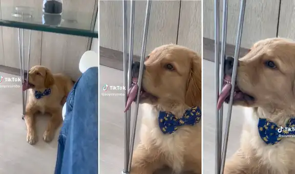Perrito hace reír a los usuarios por su forma de distraerse mientras su dueña trabaja