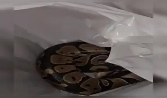 Mujer encontró una enorme pitón en su lavadora y pensó que era una blusa con estampado de serpiente [VIDEO]