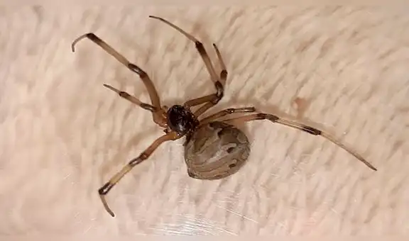 Mujer queda en shock al encontrar una araña viuda marrón y sus huevos escondidos en las uvas [FOTOS] 