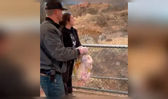 Turistas ingresan a jaula de tigres para alimentarlos y felinos enfurecen [VIDEO]