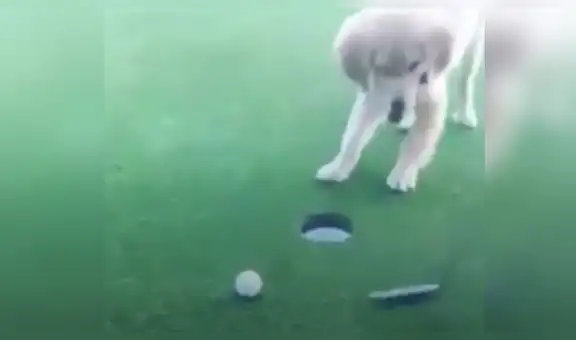 Perro juega al golf con su dueño y salta de alegría al hacer su primer hoyo en uno [VIDEO]